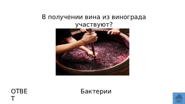 Получить вин. В получении вина из винограда участвуют. Получение вина из винограда бактерии. Бактерии в Виноградном вине. В получении вина из винограда участвуют бактерии.