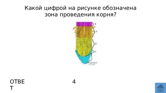 Под цифрой 4 на рисунке обозначен. Какой цифрой на рисунке обозначена зона проведения корня?. Какие зоны обозначены на рисунке. Какой цифрой на рисунке обозначен остров?. Какие части корня обозначены на рисунке цифрами.