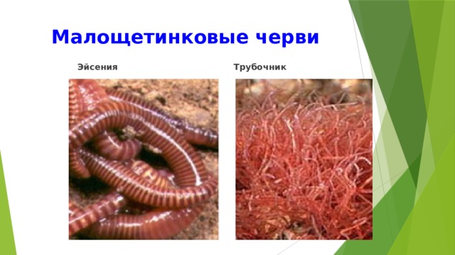 Малощетинковые черви   Эйсения  Трубочник 