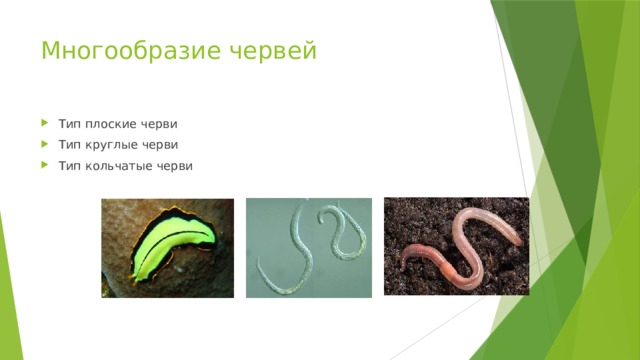 Многообразие червей Тип плоские черви Тип круглые черви Тип кольчатые черви 