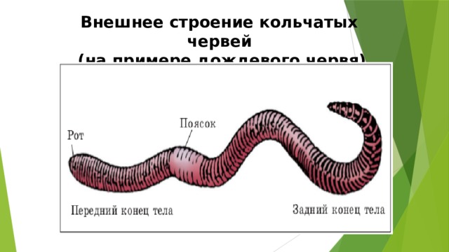 Внешнее строение кольчатых червей  (на примере дождевого червя)   