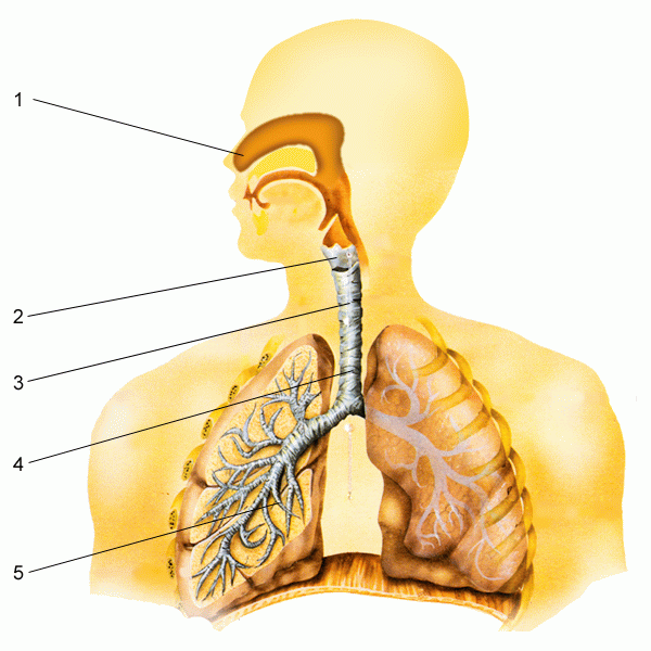 Дыхательные пути картинка