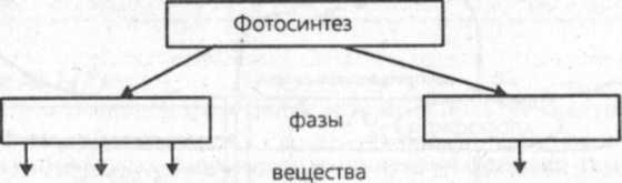 Рассмотри схему фотосинтеза какое вещество обозначено цифрой 1