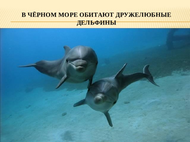В чёрном море обитают дружелюбные дельфины 