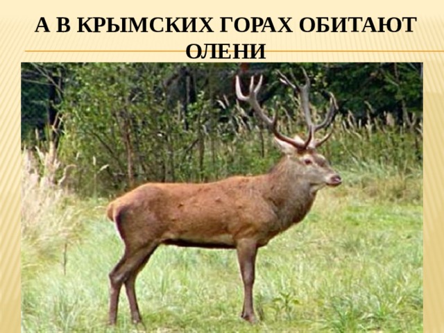 А в крымских горах обитают олени 