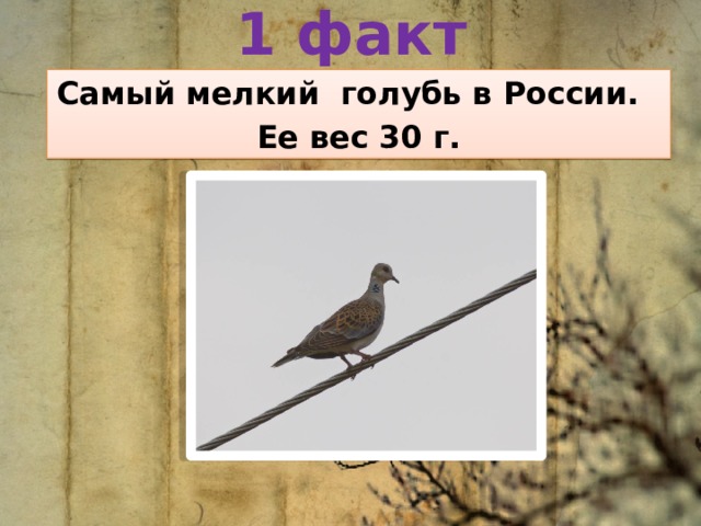 1 факт Самый мелкий голубь в России. Ее вес 30 г. 