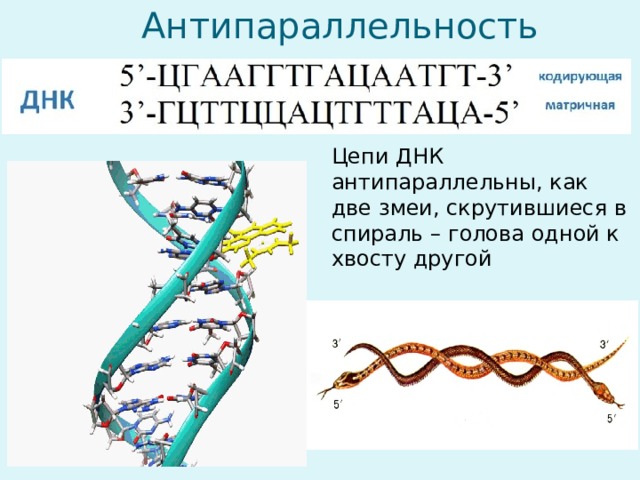 Антипараллельность Цепи ДНК антипараллельны, как две змеи, скрутившиеся в спираль – голова одной к хвосту другой 
