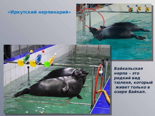 «Иркутский нерпинарий»  Байкальская нерпа – это редкий вид тюленя, который живет только в озере Байкал. 