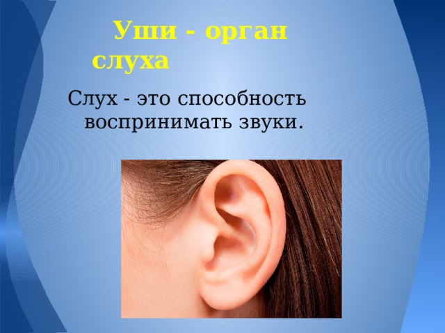  Уши - орган слуха Слух - это способность воспринимать звуки. 