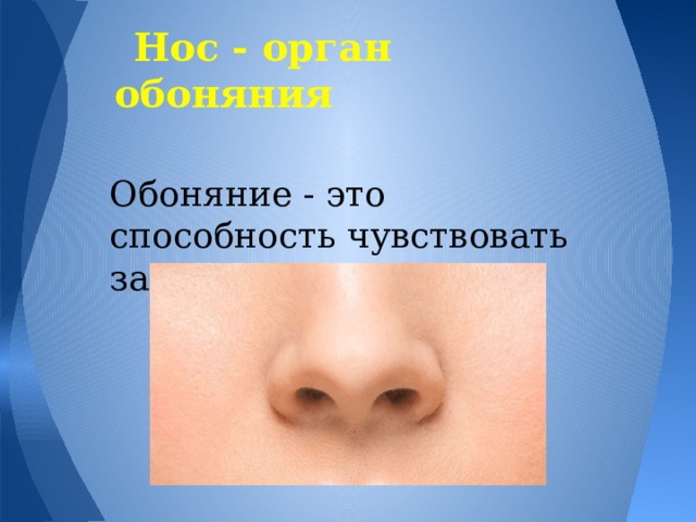 Нос - орган обоняния Обоняние - это способность чувствовать запахи. 