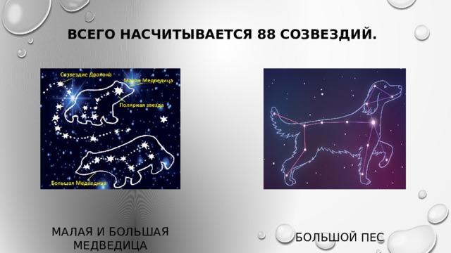 Всего насчитывается 88 созвездий. Большой пес Малая и Большая Медведица 