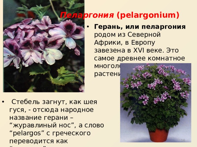 Пеларгония wilhelm langguth фото и описание