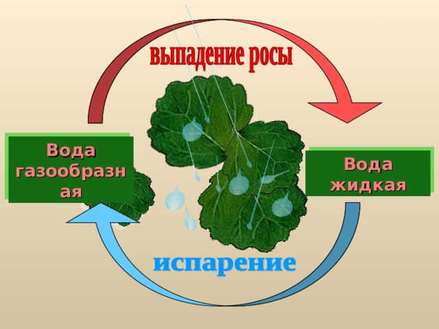 Вода газообразная Вода жидкая 