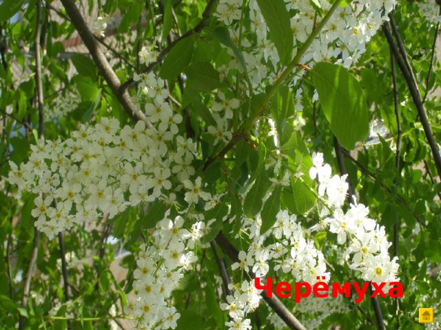 Весной это дерево стоит нарядное, будто всё в белой пене, и запах его цветов чувствуется издалека. Жаль только, что из-за красивых цветов люди ломают ветки этого дерева.  Черёмуха  