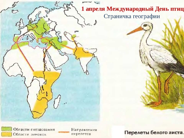1 апреля Международный День птиц Страничка географии 