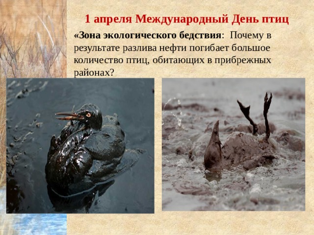 1 апреля Международный День птиц «Зона экологического бедствия : Почему в результате разлива нефти погибает большое количество птиц, обитающих в прибрежных районах? 