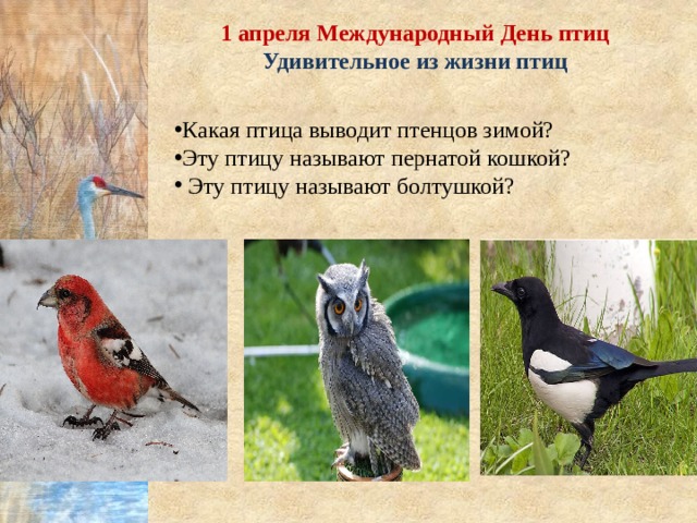1 апреля Международный День птиц Удивительное из жизни птиц Какая птица выводит птенцов зимой? Эту птицу называют пернатой кошкой?  Эту птицу называют болтушкой? 