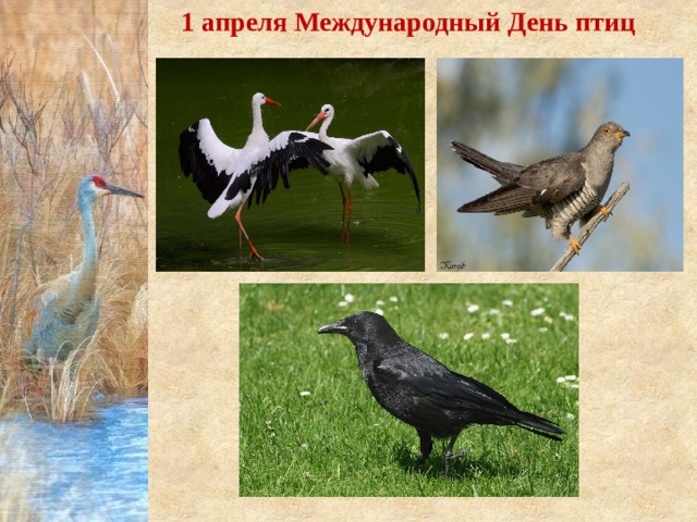 1 апреля Международный День птиц 