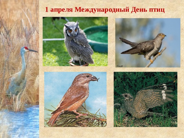 1 апреля Международный День птиц 