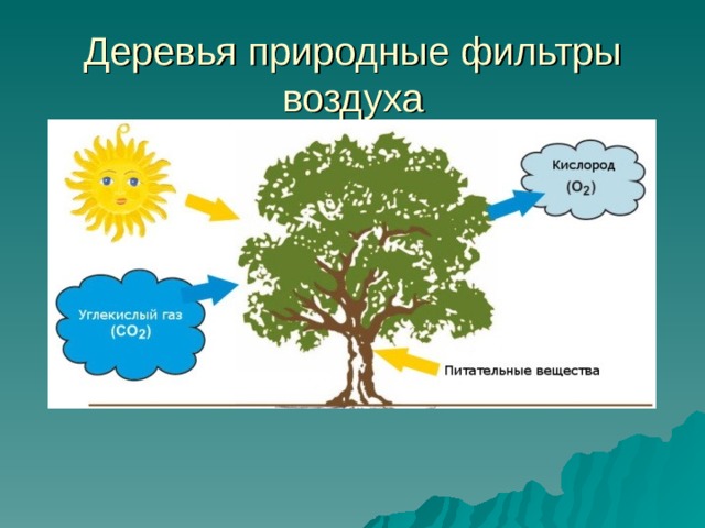 Деревья природные фильтры воздуха 