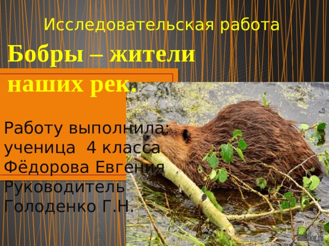 Вакансии работа на бобра. Сообщение про бобра. Творческая работа про Бобров. Житель пресного водоема-Бобр.