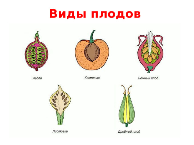 Плоды классификация плодов. Плоды растений биология 6 класс. Типы плодов простые сложные соплодия. Цветы и плоды. Простой сложный плод.