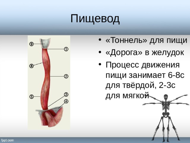 Пищевод «Тоннель» для пищи «Дорога» в желудок Процесс движения пищи занимает 6-8с для твёрдой, 2-3с для мягкой  