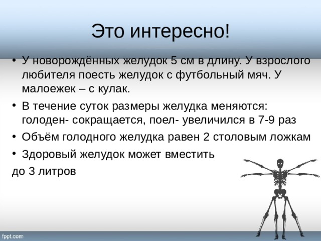 Это интересно! У новорождённых желудок 5 см в длину. У взрослого любителя поесть желудок с футбольный мяч. У малоежек – с кулак. В течение суток размеры желудка меняются: голоден- сокращается, поел- увеличился в 7-9 раз Объём голодного желудка равен 2 столовым ложкам Здоровый желудок может вместить до 3 литров 