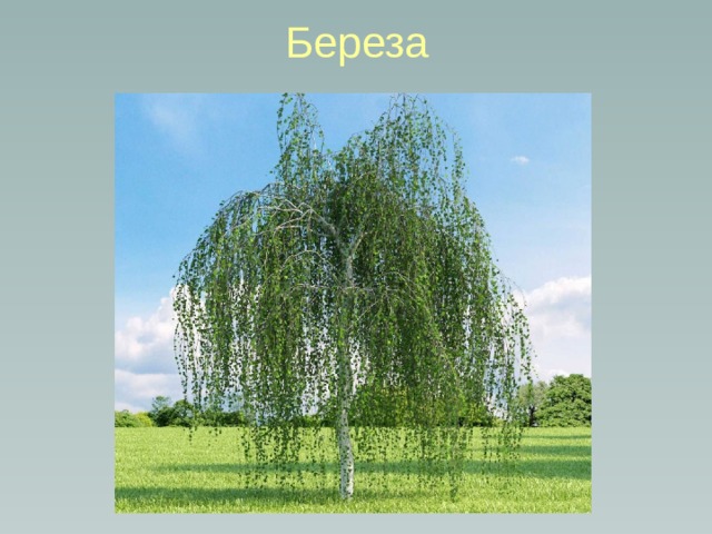 Береза 