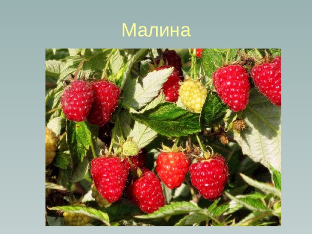 Малина 