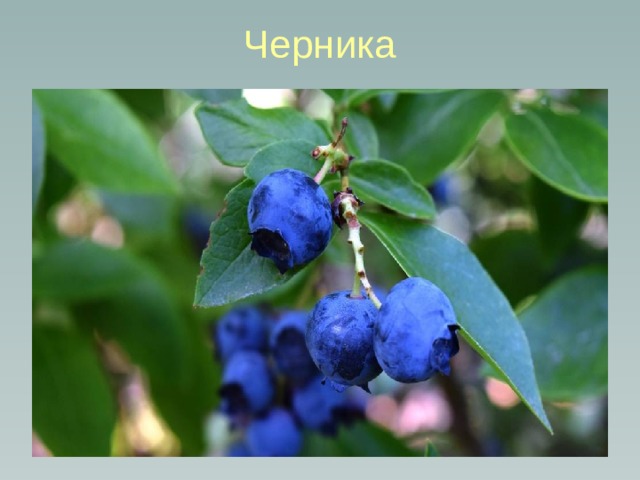 Черника 