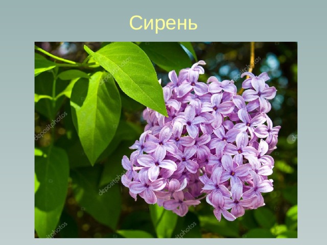 Сирень 