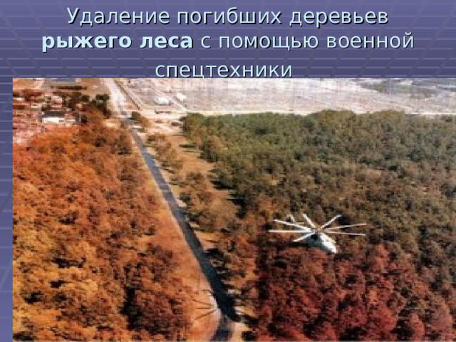 Удаление погибших деревьев рыжего леса с помощью военной спецтехники  