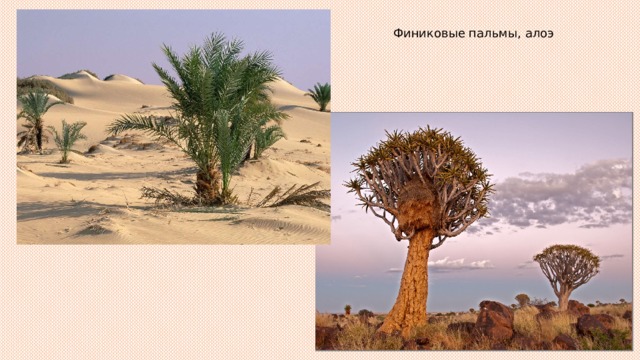 Финиковые пальмы, алоэ 