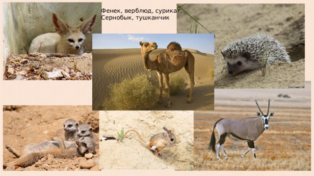 Фенек, верблюд, сурикат, Сернобык, тушканчик 