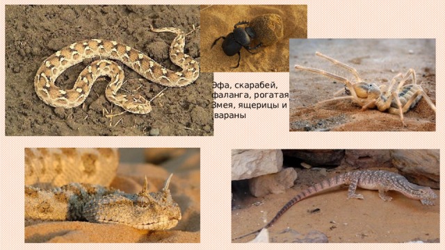 Эфа, скарабей, фаланга, рогатая Змея, ящерицы и  вараны 