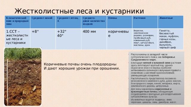 Жестколистные леса и кустарники Климатический пояс и природная зона 1.ССТ – жестколистные леса и кустарники Средняя t зимой +8° Средняя t летом, Среднего- +32° А 400 мм довое количество осадков 40° Почвы Растения коричневые Животные Верески, земляничное дерево, розмарин, пробковый дуб, каменный дуб, мирт, цитрусовые, маслины, дрок Генетта, бесхвостый макак, муфлон, горные козы, дикобраз, выхухоль, черный гриф Коричневые почвы очень плодородны И дают хорошие урожаи при орошении. 