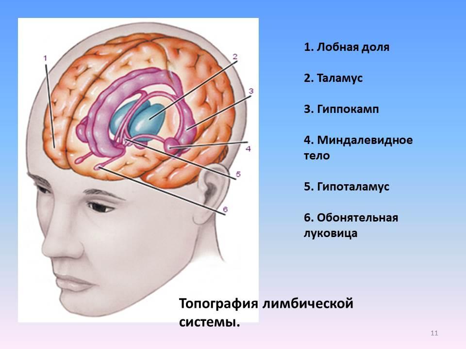 Изменения в головном мозге. Лимбическая эпилепсия. Какая часть мозга отвечает за эпилепсию. Признаки лимбической эпилепсии у собак.