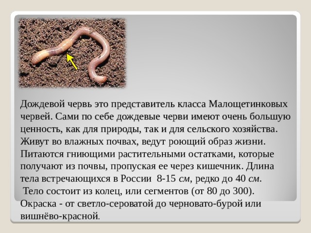 Дождевой червь это представитель класса Малощетинковых червей. Сами по себе дождевые черви имеют очень большую ценность, как для природы, так и для сельского хозяйства. Живут во влажных почвах, ведут роющий образ жизни. Питаются гниющими растительными остатками, которые получают из почвы, пропуская ее через кишечник.  Длина тела встречающихся в России 8-15  см , редко до 40  см.  Тело состоит из колец, или сегментов (от 80 до 300). Окраска - от светло-сероватой до черновато-бурой или вишнёво-красной .  