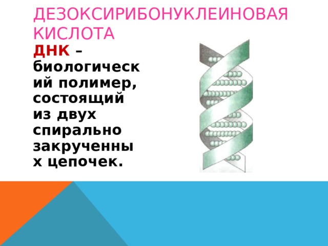 ДЕЗОКСИРИБОНУКЛЕИНОВАЯ КИСЛОТА ДНК –биологический полимер, состоящий из двух спирально закрученных цепочек. 