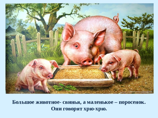Большое животное- свинья, а маленькое – поросенок.  Они говорят хрю-хрю. 
