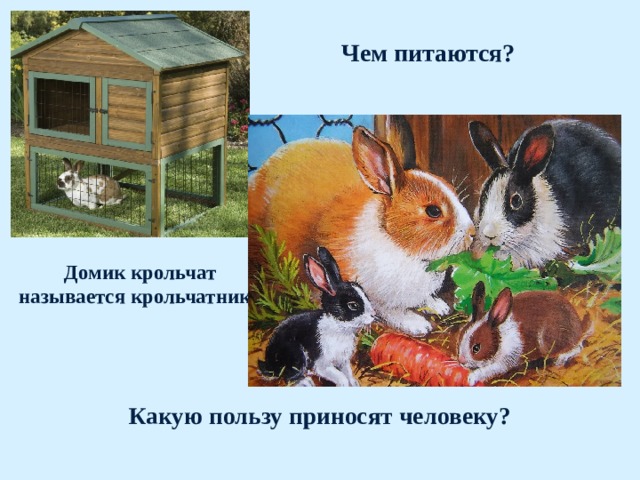 Чем питаются? Домик крольчат называется крольчатник. Какую пользу приносят человеку?   