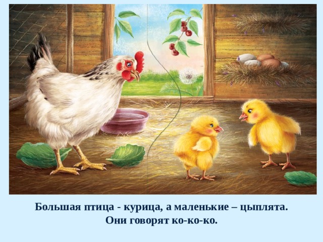 Большая птица - курица, а маленькие – цыплята.  Они говорят ко-ко-ко. 