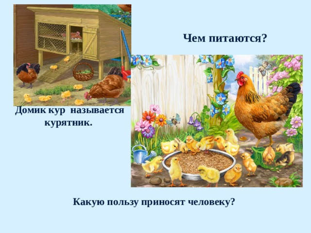 Чем питаются? Домик кур называется курятник. Какую пользу приносят человеку? 