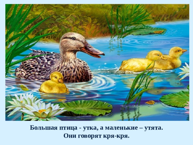 Большая птица - утка, а маленькие – утята.  Они говорят кря-кря. 