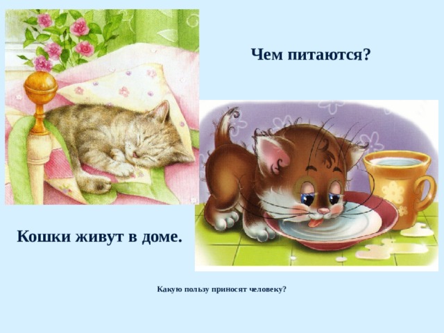 Чем питаются? Кошки живут в доме.  Какую пользу приносят человеку? 