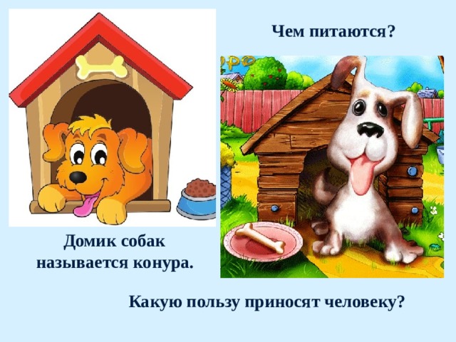 Чем питаются? Домик собак называется конура.  Какую пользу приносят человеку? 