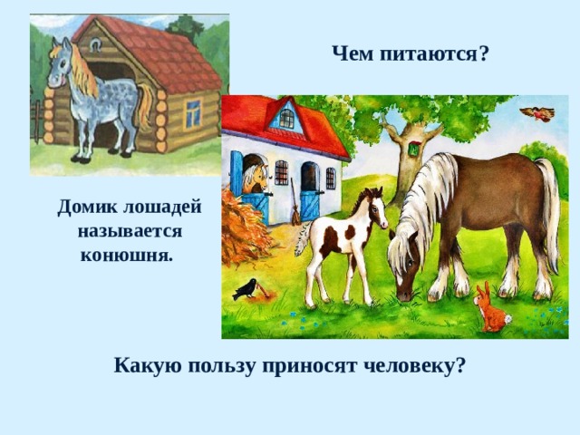 Чем питаются? Домик лошадей называется конюшня. Какую пользу приносят человеку?   