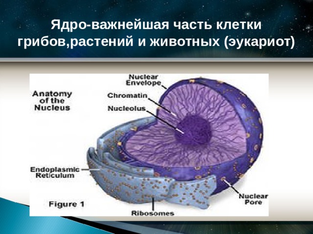 Ядро-важнейшая часть клетки грибов,растений и животных (эукариот) 