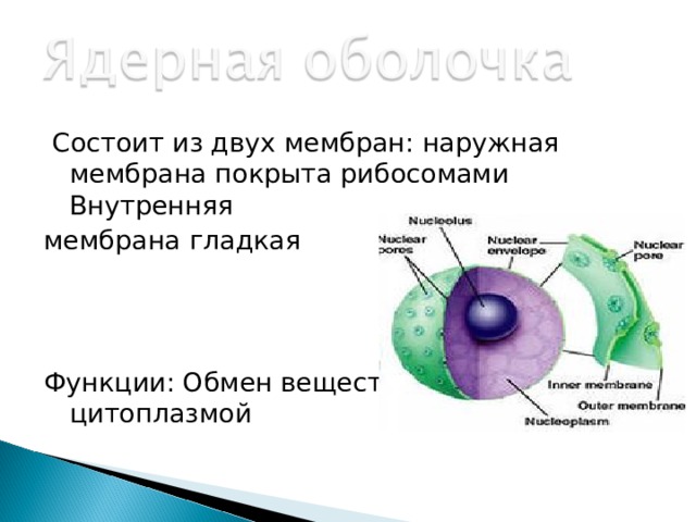  Состоит из двух мембран: наружная мембрана покрыта рибосомами Внутренняя мембрана гладкая Функции: Обмен веществ между ядром и цитоплазмой 